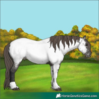 Horse Color:Grullo Tobiano Near Fewspot