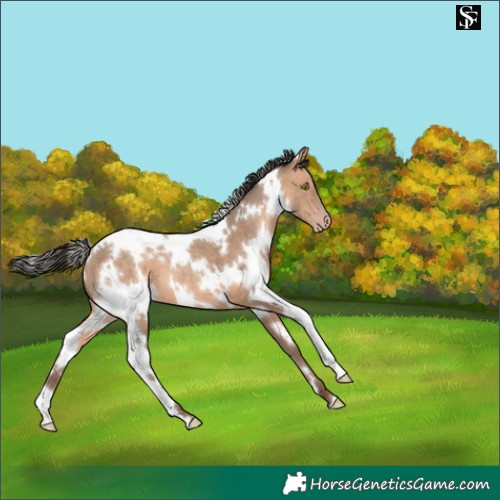 Horse Color:White Spotted Amber Champagne 