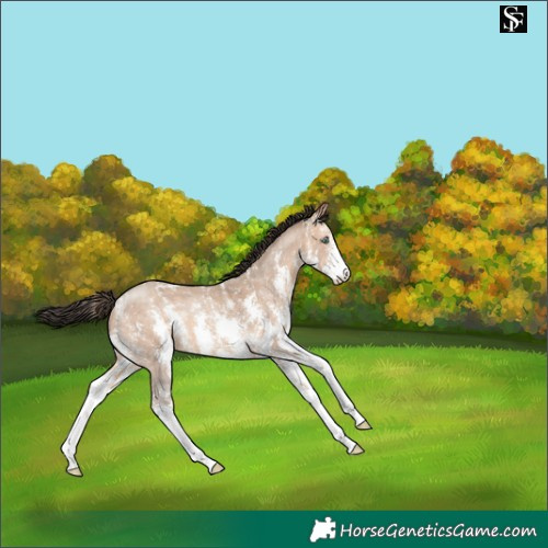 Horse Color:Amber Champagne Sabino 