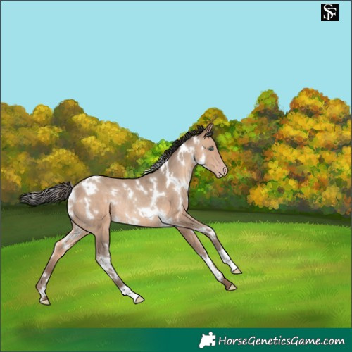 Horse Color:White Spotted Amber Champagne Rabicano