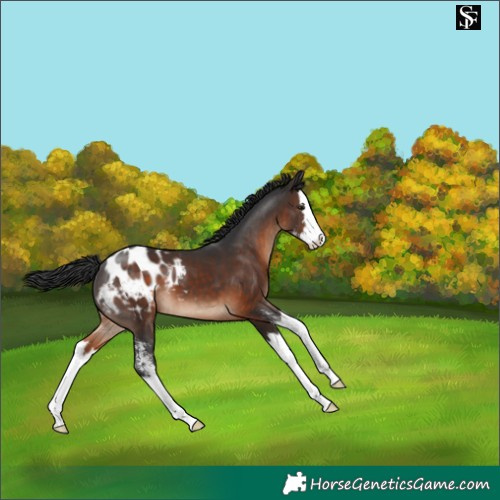 Horse Color:Brown Sabino Splash Blanket 