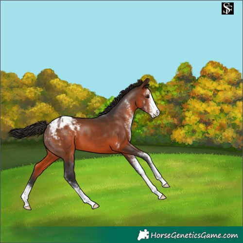 Horse Color:Brown Sabino Appaloosa 