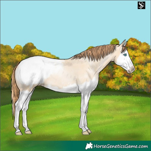 Horse Color:Buckskin Pearl Dun Splash Snowcap 