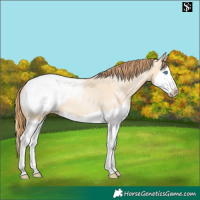 Horse Color:Buckskin Pearl Dun Splash Appaloosa 
