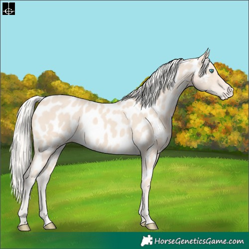Horse Color:Cremello Appaloosa 