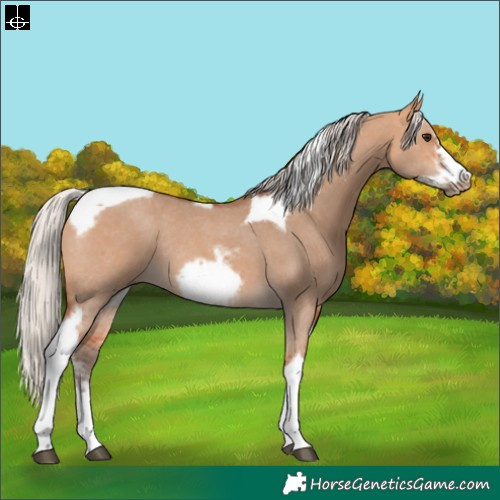 Horse Color:Silver Bay Dun Sabino Tobiano Frame Rabicano 