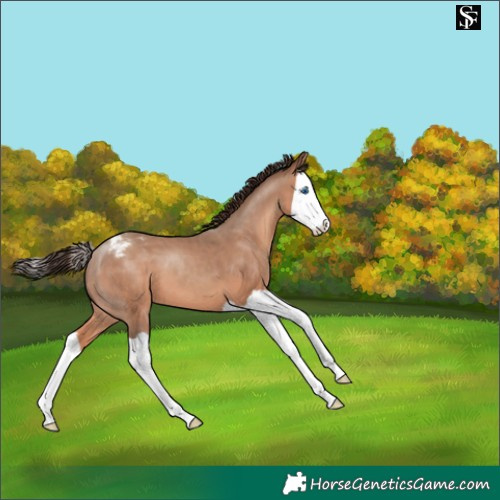 Horse Color:Sable Champagne Splash Snowcap 