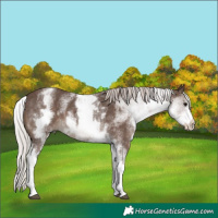 Horse Color:White Spotted Silver Black 