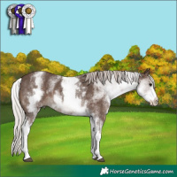 Horse Color:White Spotted Silver Black 