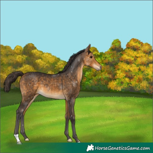 Horse Color:Buckskin 