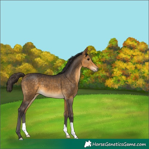 Horse Color:Buckskin 