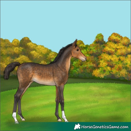 Horse Color:Buckskin 
