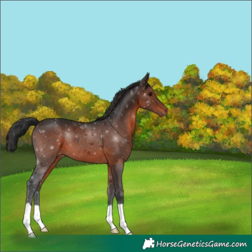 Horse Color:Brown 