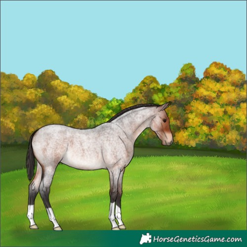 Horse Color:Brown Roan