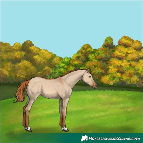 Horse Color:Red Dun 