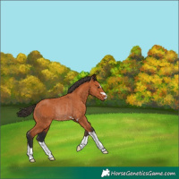 Horse Color:Bay Rabicano