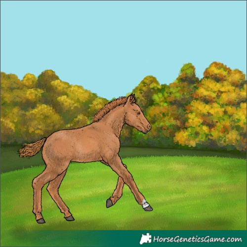 Horse Color:Chestnut Rabicano 
