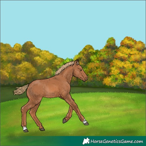 Horse Color:Chestnut Rabicano 