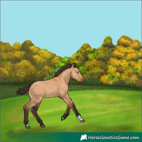 Horse Color:Bay Dun 