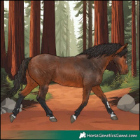 Horse Color:Bay Rabicano 