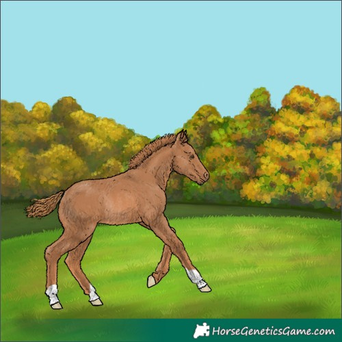 Horse Color:Chestnut Rabicano 