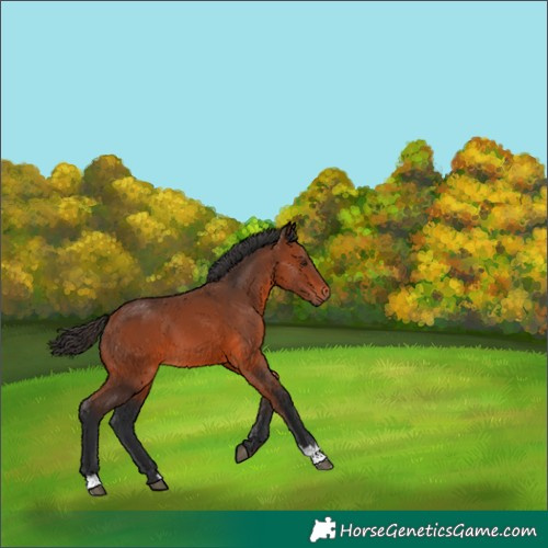 Horse Color:Bay 