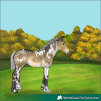 Horse Color:White Spotted Silver Buckskin Dun Mushroom