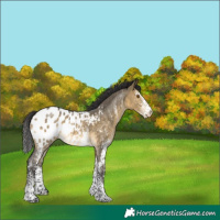 Horse Color:White Spotted Buckskin Dun Appaloosa 