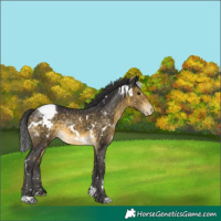 Horse Color:White Spotted Buckskin Mushroom Appaloosa
