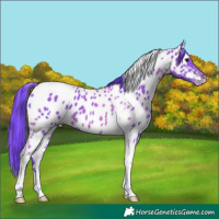 Horse Color:Watercolor Brown Tobiano Appaloosa 
