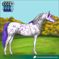 Horse Color:Watercolor Brown Tobiano Near Leopard
