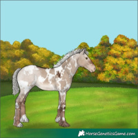 Horse Color:White Spotted Liver Red Dun Mushroom Appaloosa