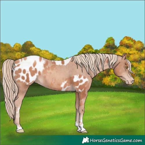 Horse Color:Gold Champagne Appaloosa  and Gold Champagne Appaloosa 