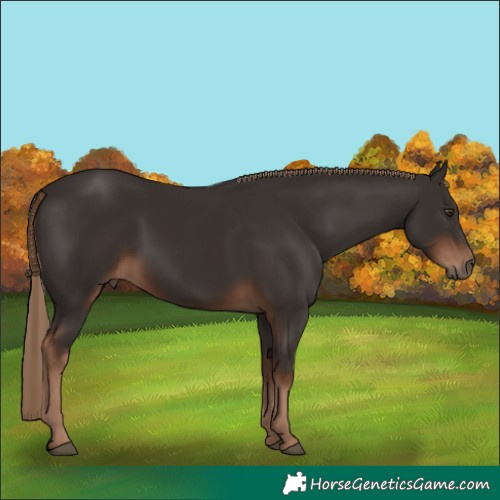Horse Color:Liver Chestnut Rabicano 