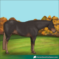 Horse Color:Liver Chestnut Rabicano