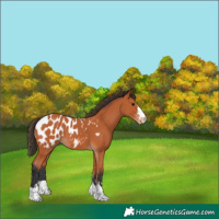 Horse Color:Bay Blanket