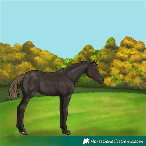Horse Color:Liver Chestnut Rabicano