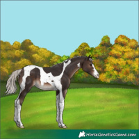 Horse Color:Silver Brown Tobiano
