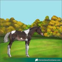 Horse Color:Silver Brown Tobiano