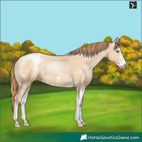 Horse Color:Smoky Black Pearl Sabino Appaloosa 