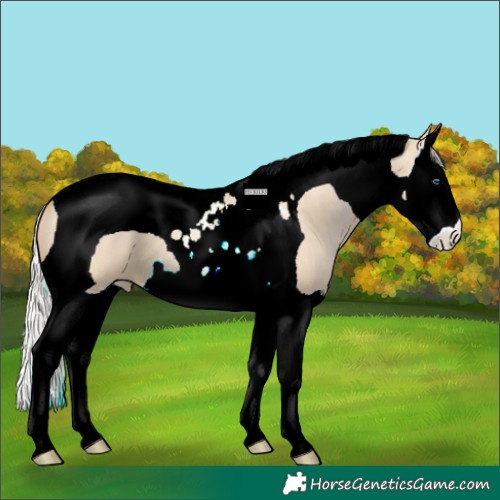 Horse Color:Silver Bay Pearl Dun Splash Tobiano 