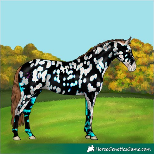 Horse Color:Red Onyx Roan Pearl Sabino Appaloosa Rabicano 