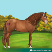 Horse Color:Gray Gold Champagne