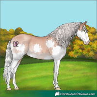 Horse Color:Silver Sable Champagne Splash 