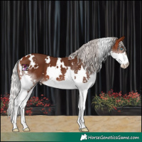 Horse Color:White Spotted Silver Brown Splash