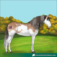 Horse Color:White Spotted Bay Splash
