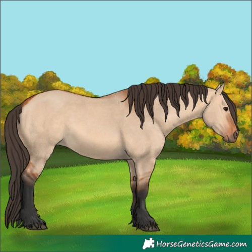 Horse Color:Bay Dun 