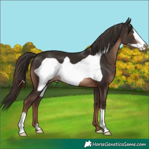 Horse Color:Liver Chestnut Frame Appaloosa 