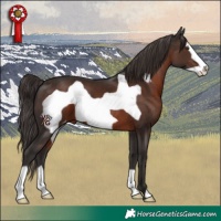Horse Color:Liver Chestnut Frame Appaloosa
