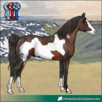 Horse Color:Liver Chestnut Frame Appaloosa 